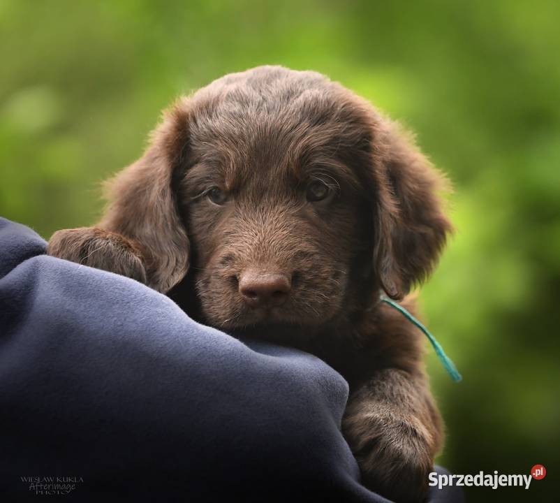 FlatCoated Retriever czekoladowe suczki ZKwP FCI Pozostałe Tarnów
