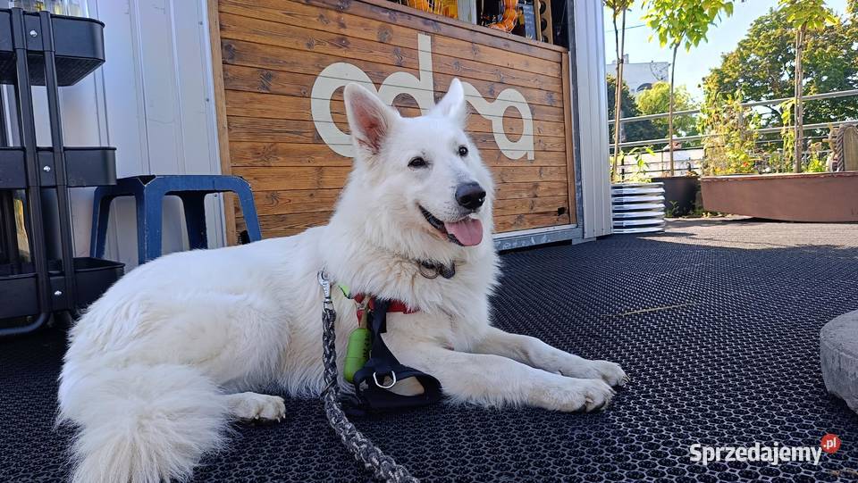 Biały Owczarek Szwajcarski Kłodzko
