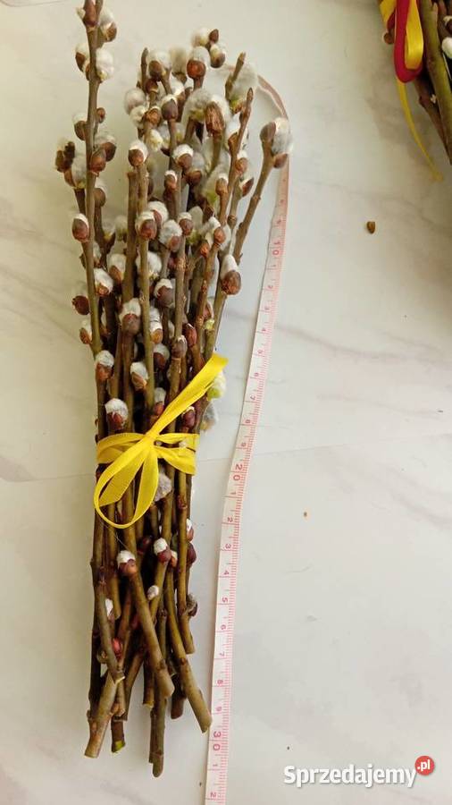 Bazie kotki kwiaty wierzby Radomsko