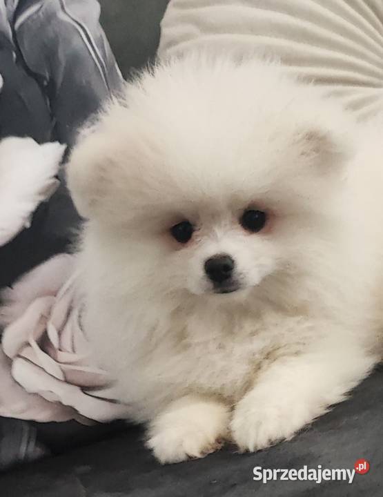 Pomeraniany suczki dolnośląskie