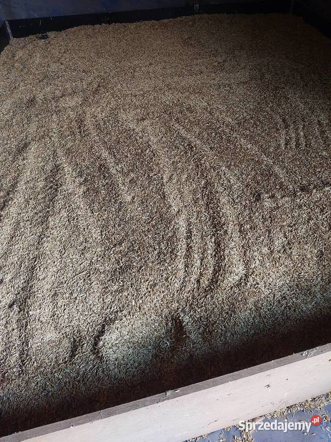 Sprzedam owies tegoroczny jary Otwock