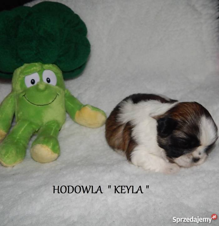 Shih Tzu Cudowny Piesek Maleńkich Rodzicach Zwierzęta śląskie Dąbrowa Górnicza
