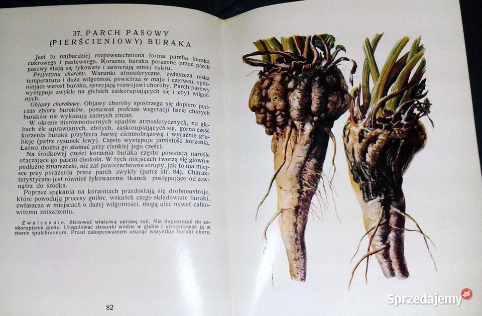Atlas chorób i szkodników buraka cukrowego K Pozostałe Chełm sprzedam