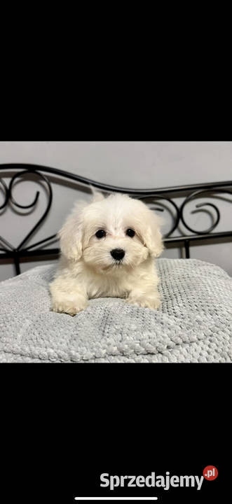 Maltańczyk samiec Mogilno