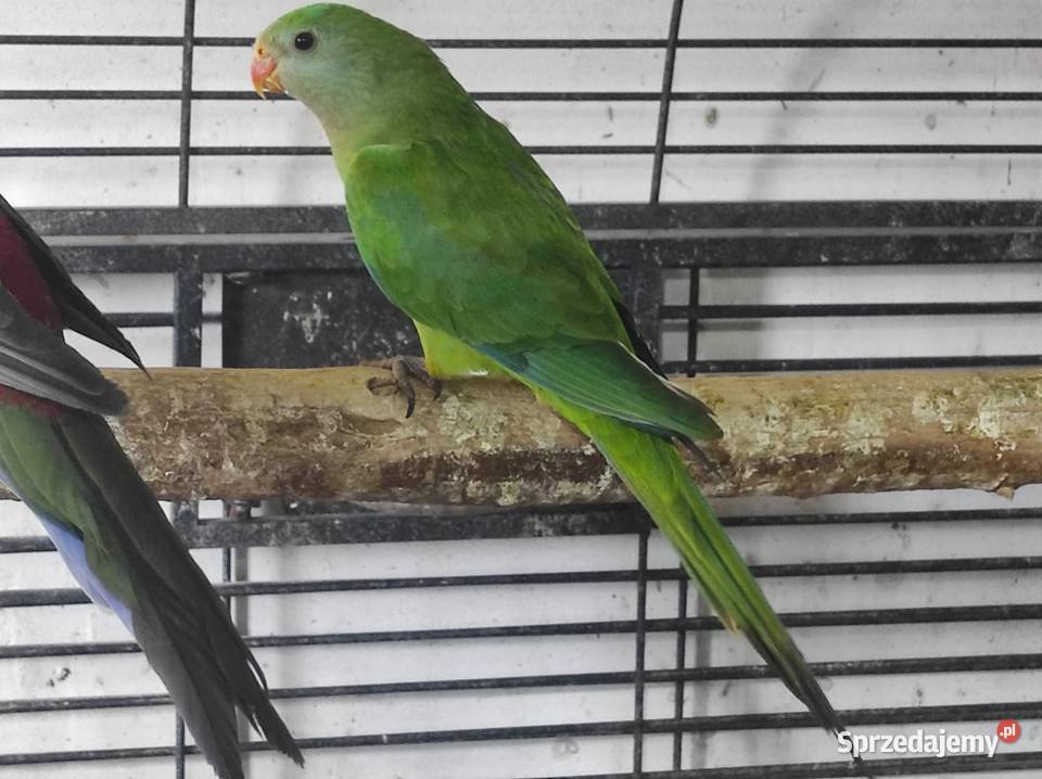 Papuga barabanda samica Ptaki mazowieckie Garwolin