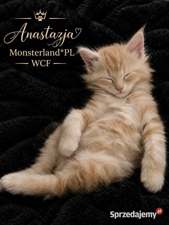 Maine Coon z rodowodem WCF MonsterlandPL Kocięta Bożków sprzedam