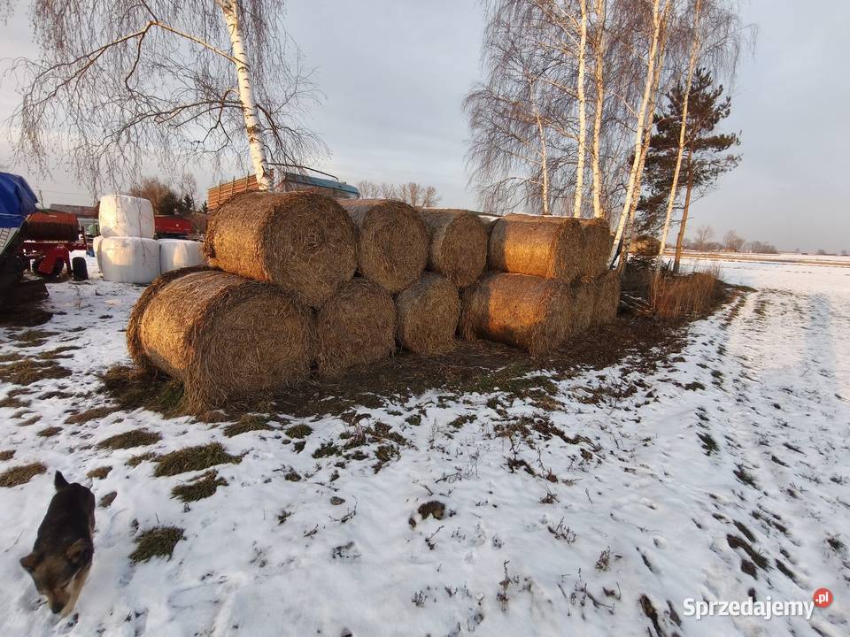 Słoma łódzkie Zduńska Wola sprzedam