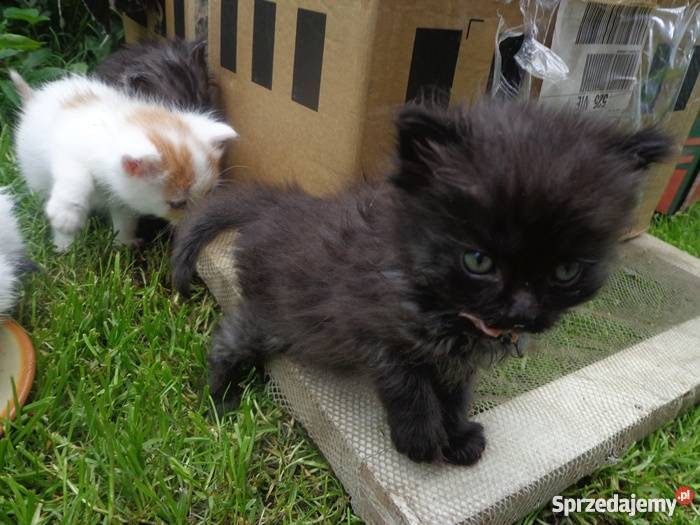 puchate syberyjskie kotki Tarnów sprzedam