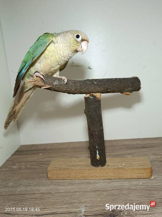 Sprzedam Rudosterki Ptaki Rybnik