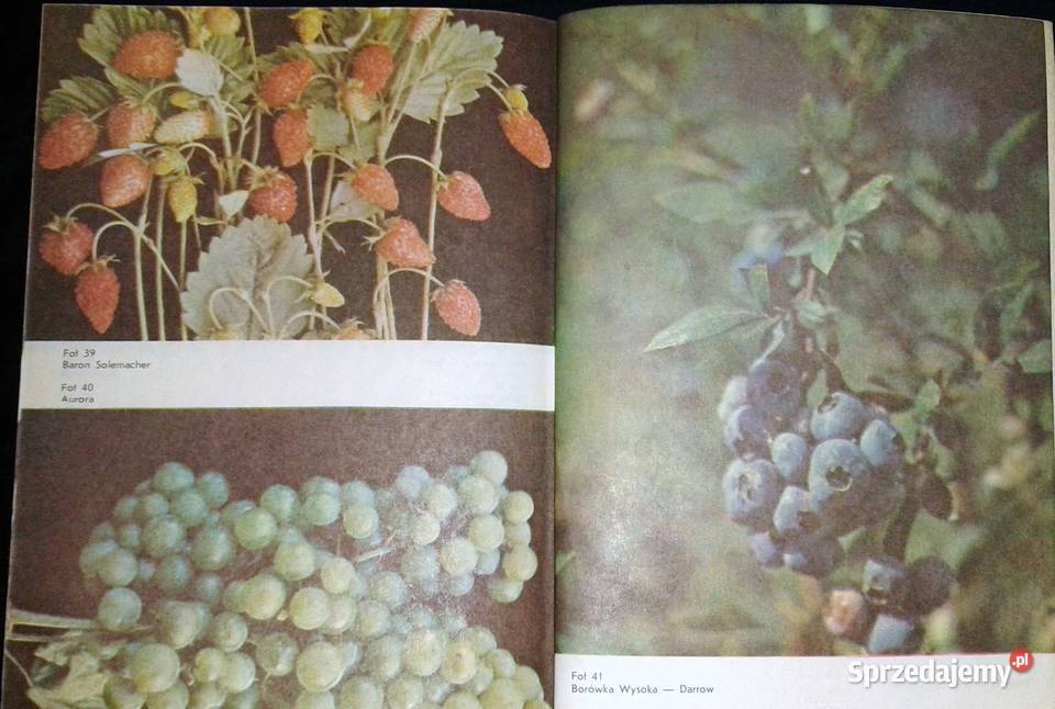 Owoce z mojej działki Tomasz Rejman Chełm sprzedam