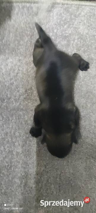 suczka sznaucer miniaturowy