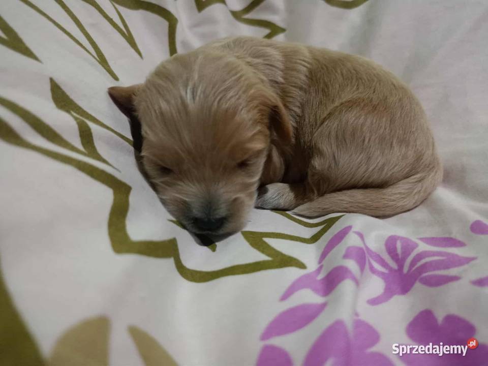 Maltipoo F1b małopolskie Miechów