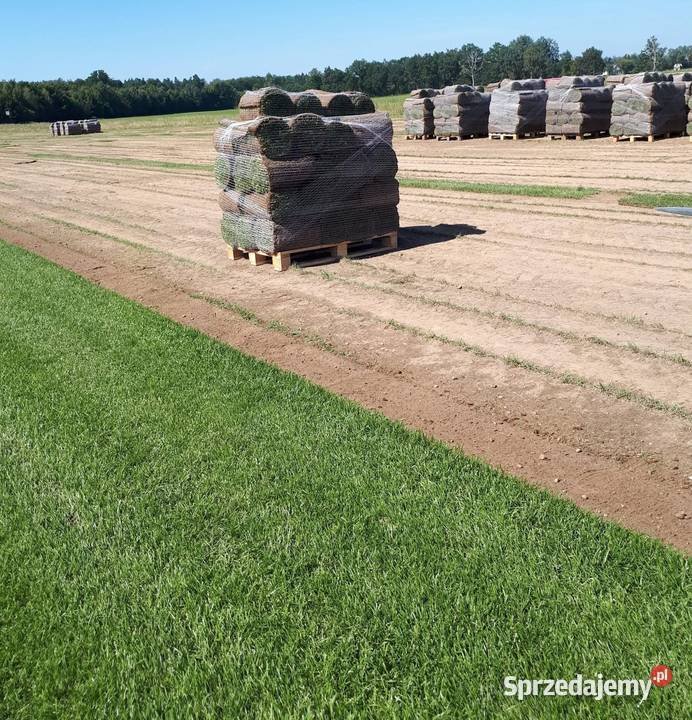 Trawa z rolki z siatką na Kreta polski producent Sierakowice