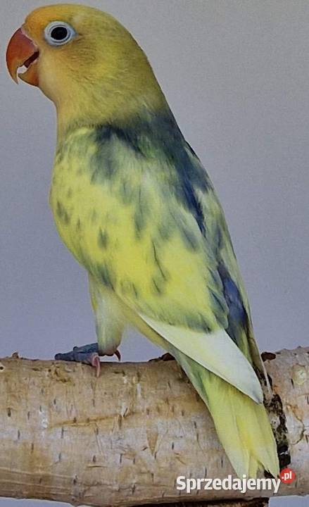 Nierozłączka Fischer młode łatwo się oswajają i Poznań