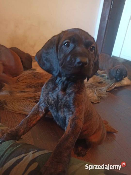 Szczeniaki Posokowca Hanowerskiego z rodowodami Jelenia Góra sprzedam