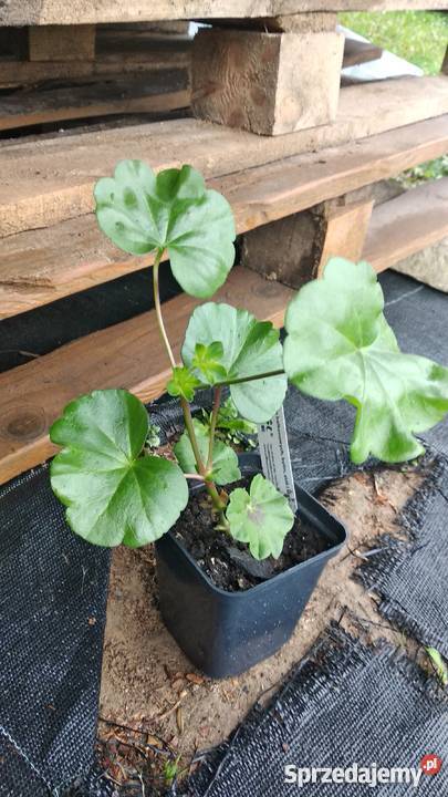 Sadzonki Pelargonia Nowe odmiany Kraków