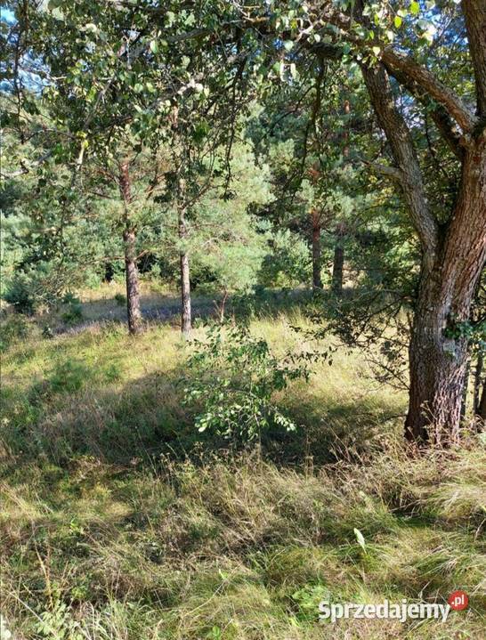 Działka 8400m2 gmina Dobrzyniewo Duże