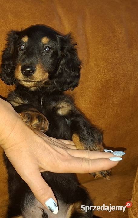 Jamnik miniaturowy długowłosy wielkopolskie Poniec