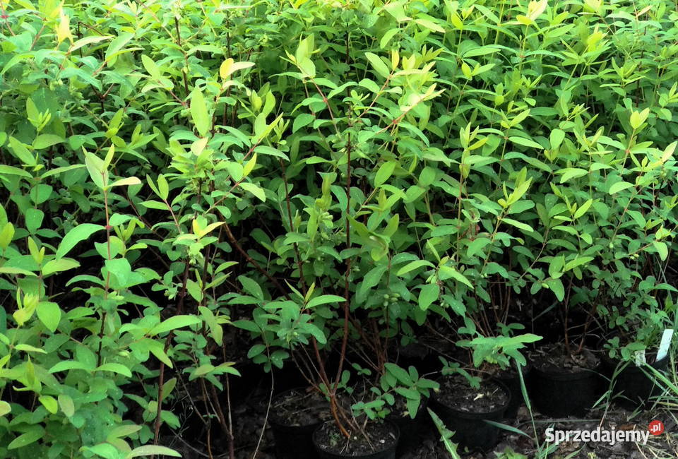 Jagoda Kamczacka 4 letnia Kanada Rosja Pozostałe podlaskie Siemiatycze