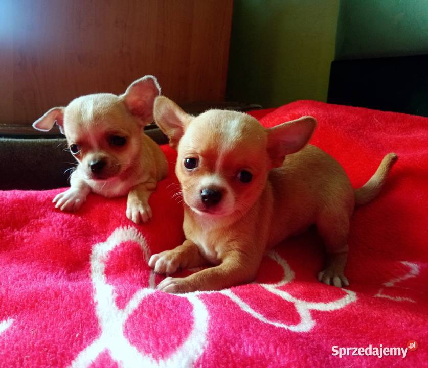 Chihuahua suczka biała i bezowa