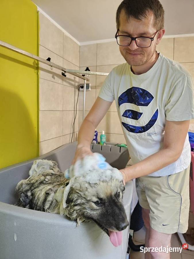 Salon groomerski psi fryzjer kąpiel strzyżenie Huta Mazowszańska