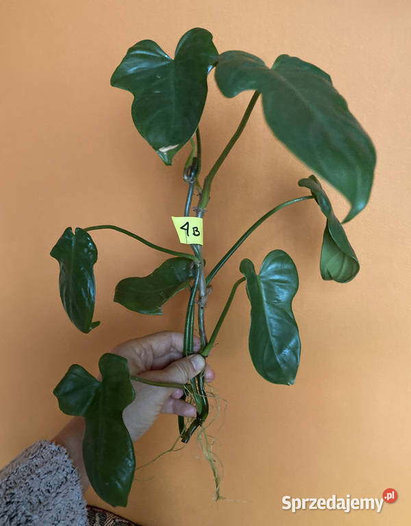 Zestaw sadzonek Philodendron filodendron Kraków sprzedam