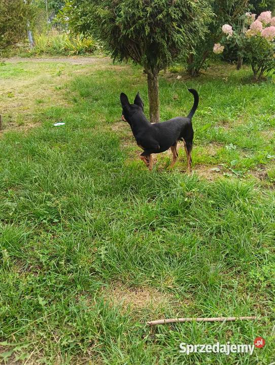Pinczer miniaturowy