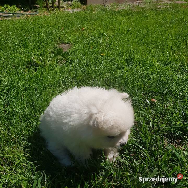 Szpic pomeranian Bydgoszcz