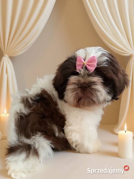 Biało czekoladowa śliczna suczka rasy ShihTzu Namysłów