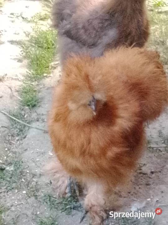 Piękny kogut rasy Silka Tarnów