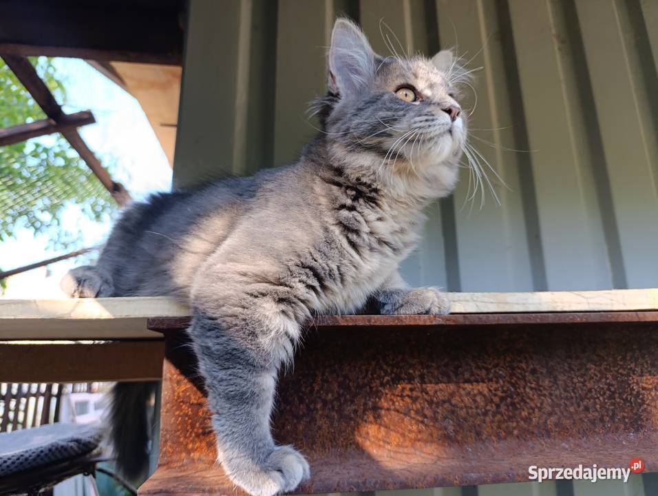 Urocza kotka Maine coon Krasnystaw