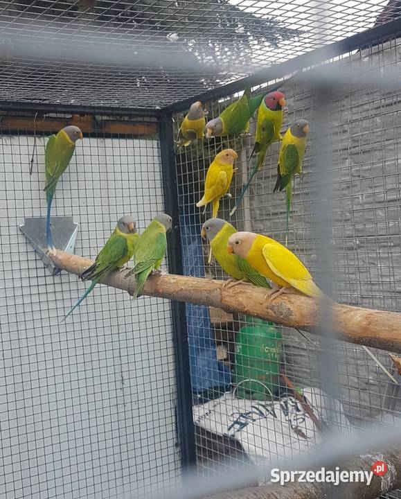 Aleksandretta śliwogłowa Bystra sprzedam