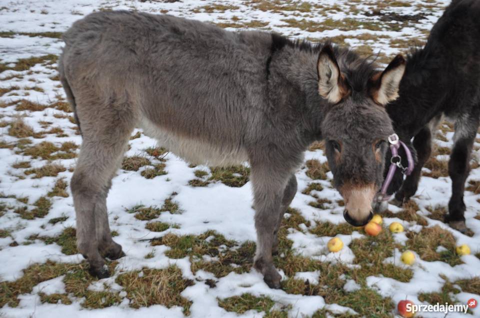 ośliczka osioł osiołek Stronie Śląskie