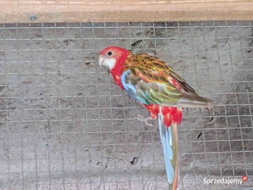 Rozella białolica Trąbki sprzedam