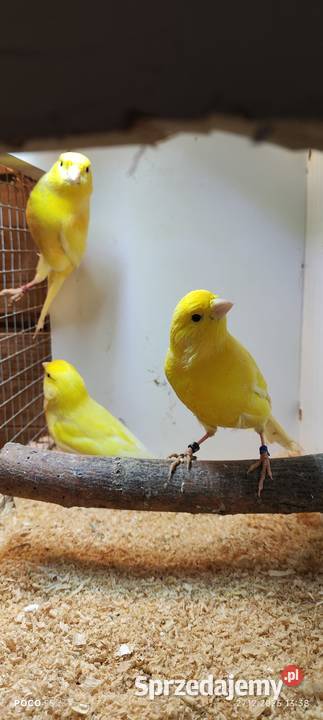 Sprzedam kanarki Ptaki śląskie Jeżowa sprzedam