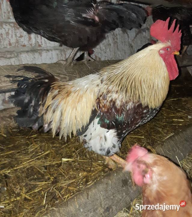 Kogut sprzedam