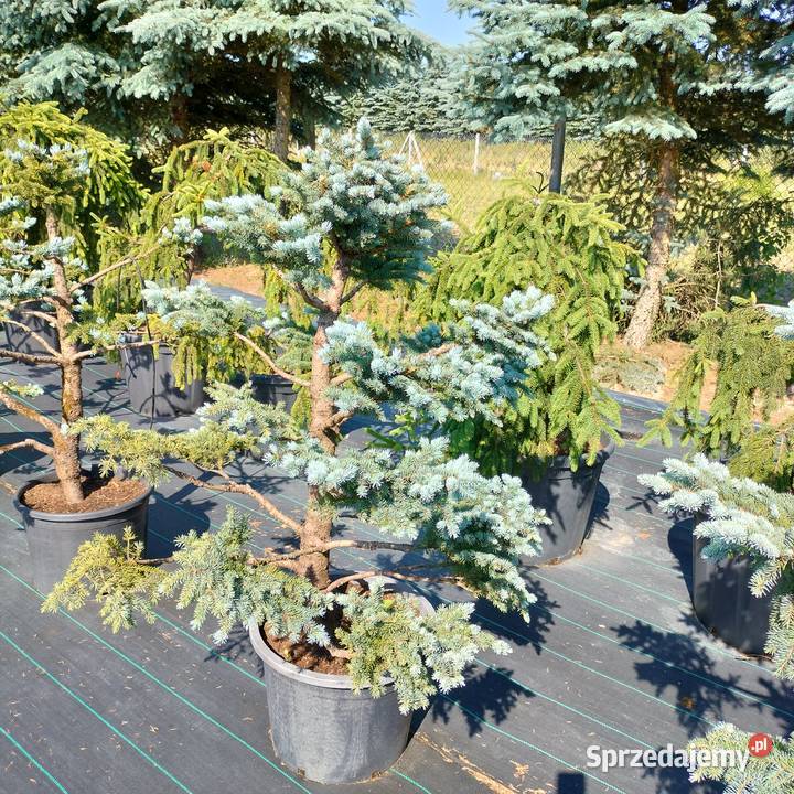 Bonsai jałowiec sosna świerk jodła Jelitów