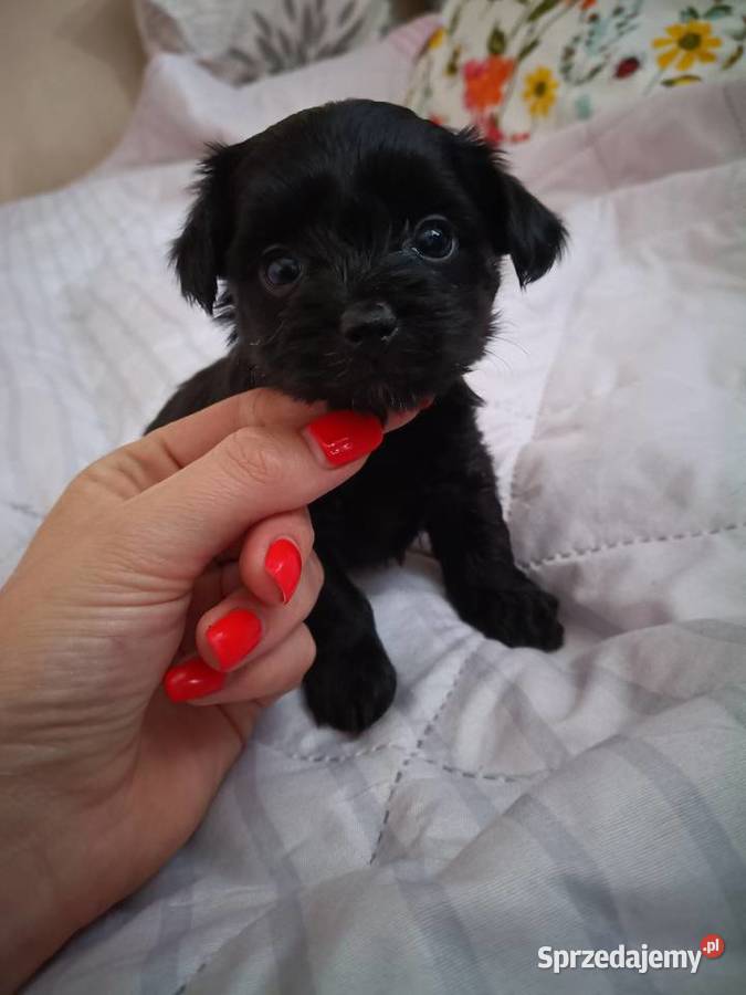 York Terrier Mini