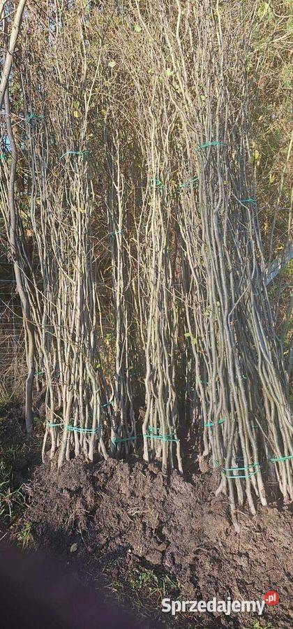 Grab pospolity Carpinus betulus na żywopłot sprzedam