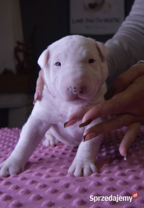 Bulterier Standardowy Suczka FCI Swarzewo