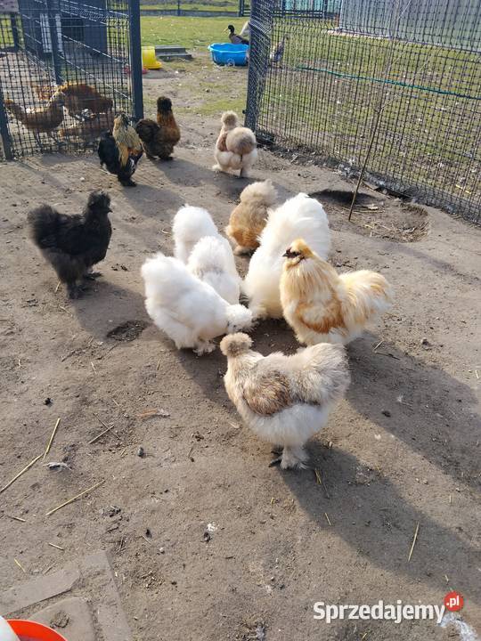 Jaja lęgowe Silka mix kolorów Drób i ptactwo Tarnobrzeg