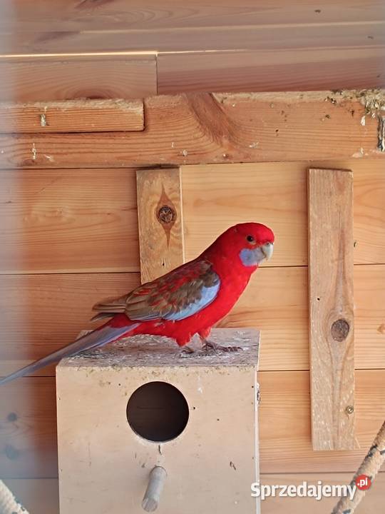 Papugi rozella aleksandretty Pionki sprzedam