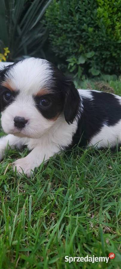 Suczka Cavalier king charles spaniel tricolor Katowice