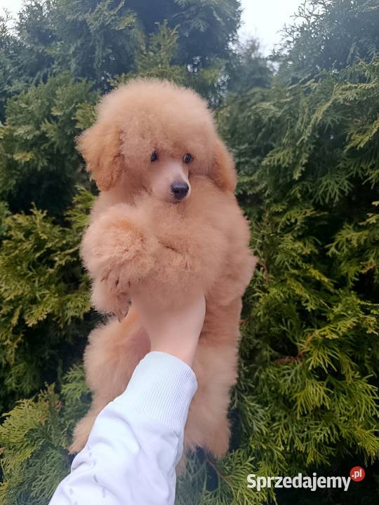 Pudel Toy z dokumentami FCI bez wad Pozostałe Kraków