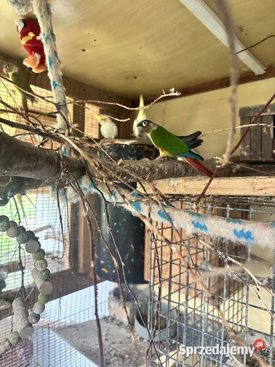 sprzedam parę rudo stare ak sam jest ręcznie Zasań