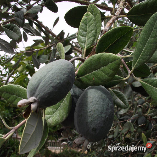 AKKA SELLOWA Feijoa sadzonki w doniczkach Ustronie sprzedam