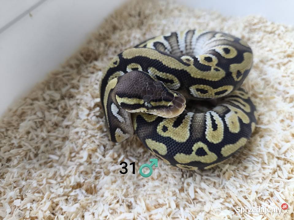 Pyton Królewski Regius samiec Boruja Kościelna sprzedam