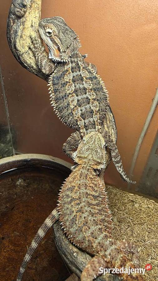 Agama brodata Pogona viticeps Gady i płazy Tarnów sprzedam