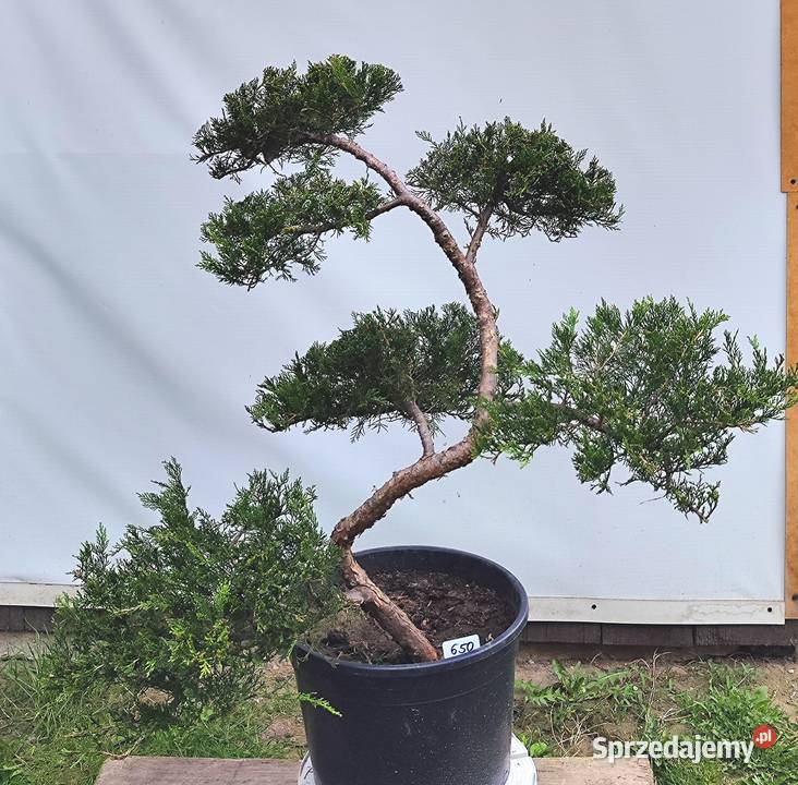 Bonsai Niwaki jałowiec