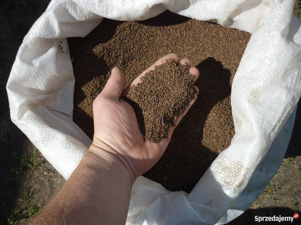 Facelia błękitna Natra Płocicz